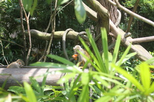 丛林中的鸟儿与繁茂枝叶