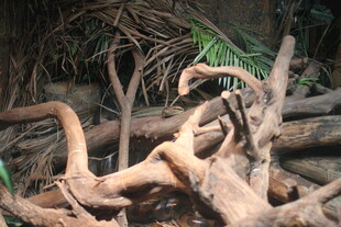 盘绕交错的奇特树根