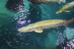 水中游动的金色大鱼