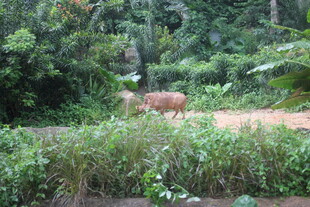 森林中的野生动物