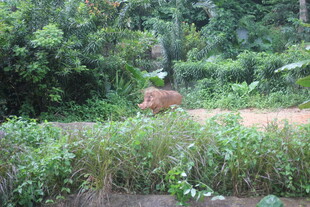 森林中漫步的野生动物