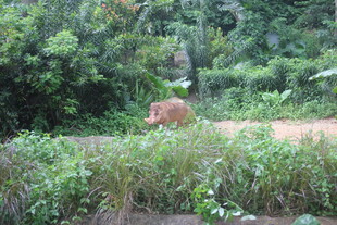野外草丛中的动物身影