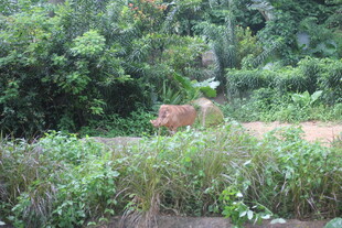 野外林间的一头动物