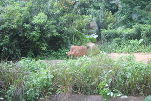 野外草丛中的动物身影