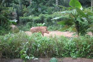 丛林中的野生动物