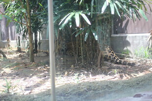 庭院中的绿植景观