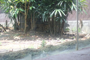 户外丛生的绿色竹子景观