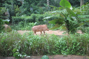 野外觅食的野猪