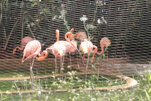火烈鸟在围栏内优雅觅食