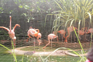 火烈鸟在自然环境中休憩