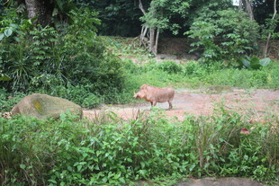 林间漫步的野生动物