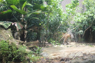 丛林中的野生动物场景
