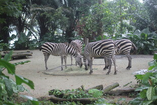 户外草地中的几只斑马
