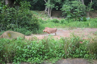 林间漫步的动物
