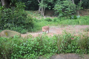 林间漫步的野生动物