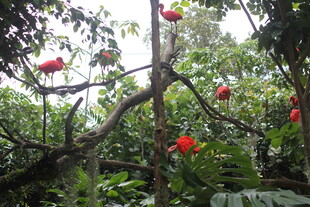 树上挂着鲜艳的红色果实