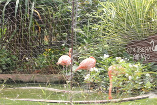 花园中的火烈鸟景观