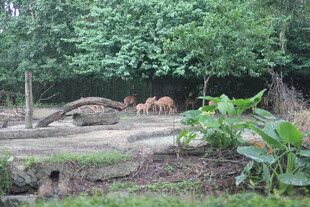 动物园中漫步的几只老虎