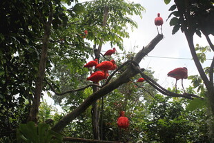 枝头绽放的艳丽红花