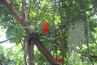 树上的红色鸟儿