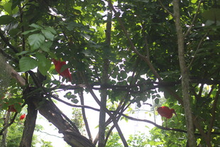 树上挂着鲜艳红果子