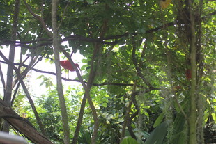 繁茂树林间的自然景致