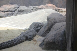 鳄鱼卧于岩石场景