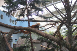 树间休憩的动物