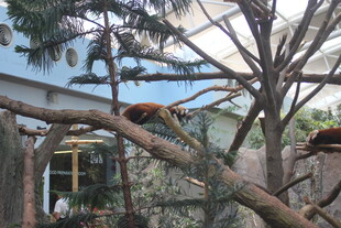 工人树上进行修剪作业