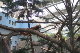 室内丛林景观中的小动物