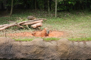 棕熊于草地休憩