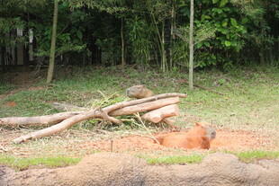 林间堆放的木材与土堆