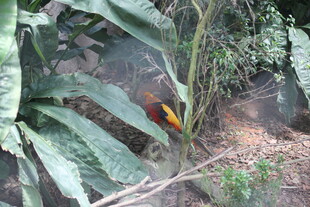 丛林中的艳丽花卉植物