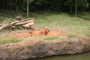 动物园中休憩的棕熊