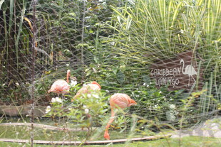 花园中的火烈鸟与绿植