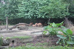 动物园中的鹿群与绿植