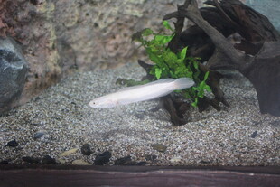 水族箱中的灵动小鱼