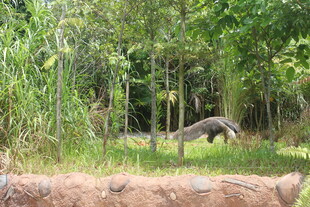 野外场景中的动物与植被