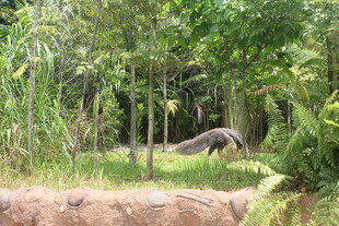 林间漫步的动物