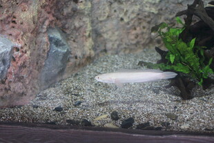 小型水族箱内景展示