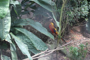 丛林中的多彩植物