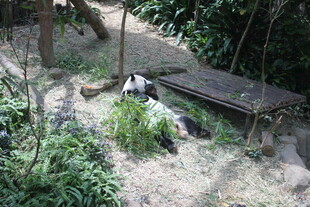 林间休憩处 静谧自然景