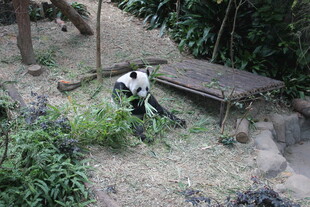 熊猫于户外栖息场景