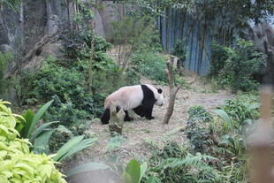 熊猫于绿植间休憩