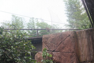 动物园内的岩石与绿植景观