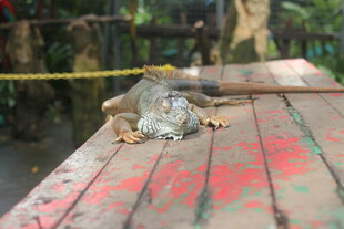 木板上休憩的蜥蜴