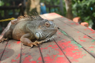 木台上休憩的绿鬣蜥