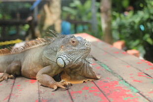 木台上的绿鬣蜥