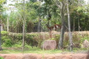 林间小鹿 自然静谧之景