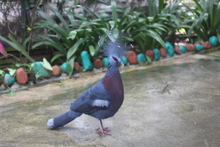 庭院中美丽的蓝羽鸽子